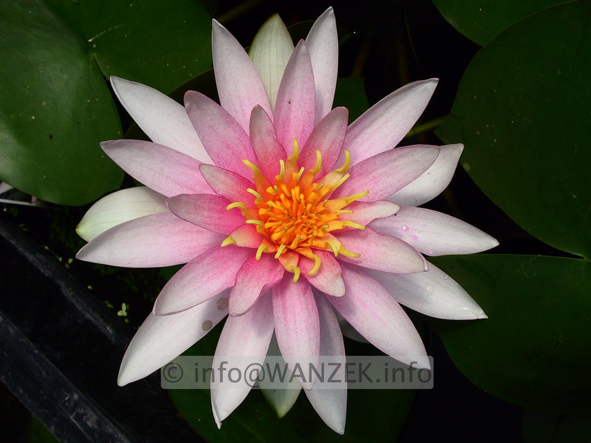 Nymphaea Fritz Junge 2.jpg